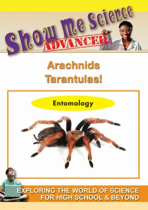 Arachnids - Tarantulas!